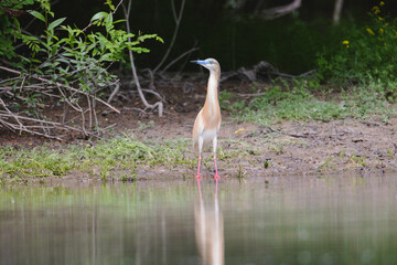 Preserve natural ecosystem for the wild birds to survive, observing wild birds in a natural ecosystem crucial to maintain their natural habitats