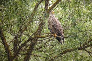 Climate change affecting the behaviour, ranges, and population dynamics of bird species. Climate change put lots of birds at risk of extinction. Scientists tracking effects of climate change on birds