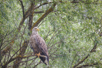 Birds are most at risk of extinction as a result of climate change, eagles, heron, egrete with restricted range, poor ability to move their range, small populations facing conservation challenges