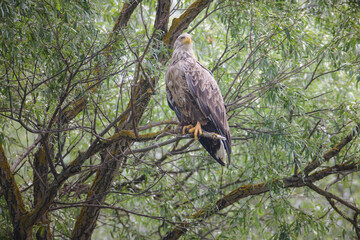Migratory birds are particularly vulnerable to climate change effects, because they depend on multiple habitats and sites. group of migratory birds that are vulnerable to climate change are shorebirds