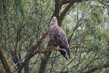 White-tailed eagles hunt in the air and attack with great speed. Danube Delta is a UNESCO World Heritage Site and biggest inland deltas in the world. Tourists come here to learn about its biodiversity