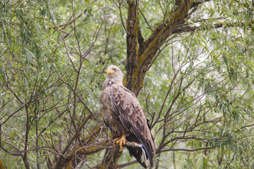 Birds are most at risk of extinction as a result of climate change, eagles, heron, egrete with restricted range, poor ability to move their range, small populations facing conservation challenges