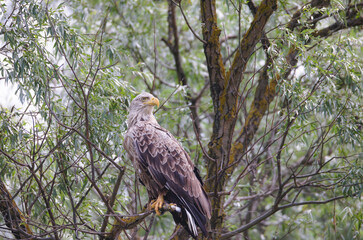Climate change affecting the behaviour, ranges, and population dynamics of bird species. Climate change put lots of birds at risk of extinction. Scientists tracking effects of climate change on birds
