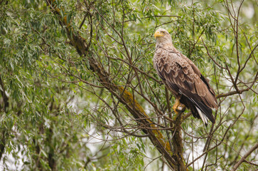 Birds are most at risk of extinction as a result of climate change, eagles, heron, egrete with restricted range, poor ability to move their range, small populations facing conservation challenges