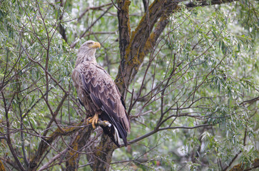 white tailed eagle