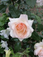 Beautiful rose flower blooming in a garden, vertical shot