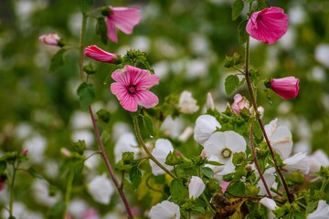 Closeup of pink and white lavatera flowers in a garden
