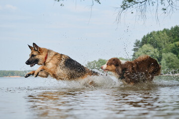 Australian and German Shepherd have fun on river on sunny hot summer day. Active and energetic pets in nature. Two dogs playing catch up running in water. Spray flying in different directions.