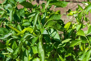Closeup shot of peppers on a plantation