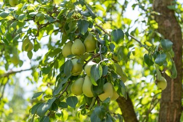 Closeup shot of pears growing on a tree
