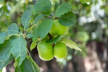 Closeup shot of apples growing on a tree