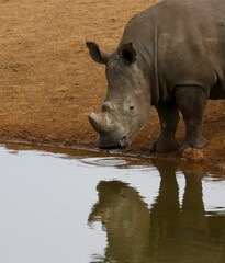 Vertical shot of a rhino drinking water from a puddle in Mpumalanga South Africa