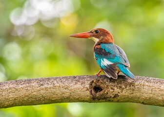 White throated Kingfisher perched on a tree branch