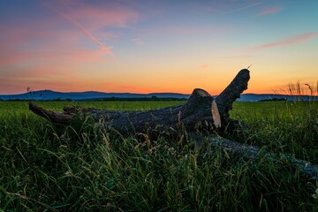 Cut tree in an evergreen field during a scenic sunset
