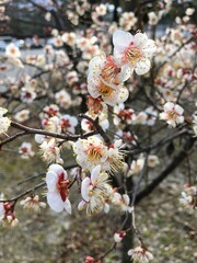 가까이서 본 벚꽃