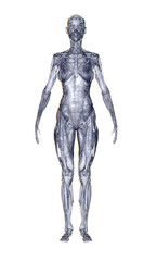 3d rendered illustration of a body