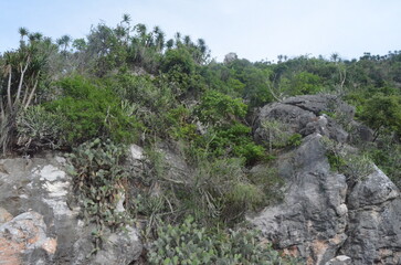 Jungle Landschaft und Berge.