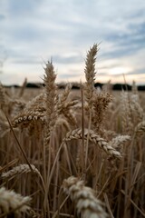 Vertical shot of wheat ears