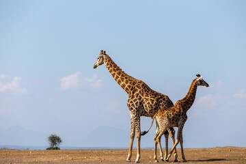 Mother giraffe with its baby