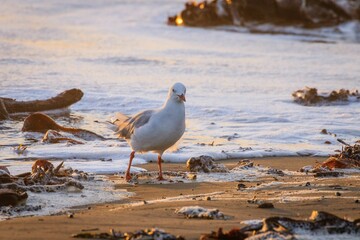 Seagull on a beach at sunset looking aside