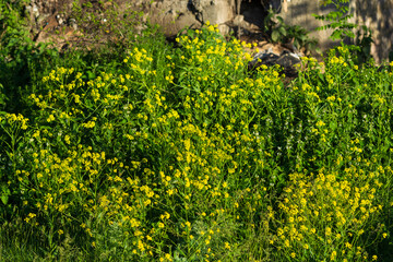Beautiful wild yellow flowers in the park