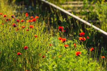 Fototapeta premium Wild poppies growing near the railroad tracks