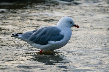 Closeup of a seagull in the water in New Zealand