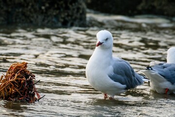 Closeup of seagulls in the water in New Zealand