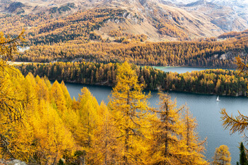 Herbstlicher Lärchenwald am Silsersee, Engadin, Graubünden, Schweiz