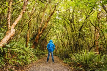 Obraz premium Scenic view of a person in a blue coat standing on a trail in a green forest in Catlins, New Zealand