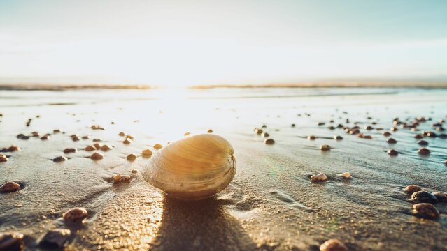Closeup of a seashell on a sandy beach on a sunny day in Invercargill, New Zealand