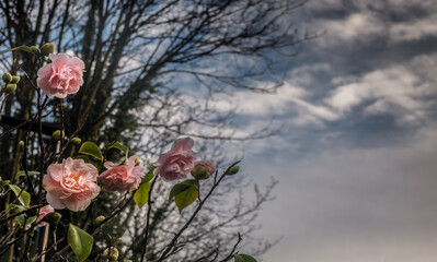 Bush blooming pink roses flowers beside the road on a background of blue sky and white clouds. Natural abstract floral background, Space for text, Selective Focus.