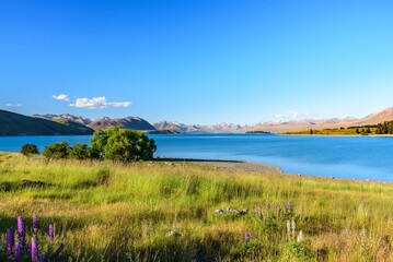 Landscape of the Lake Tekapo on a sunny day