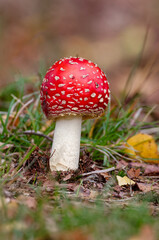 Amanita muscaria