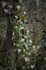 Vertical view of Hedera climbing up the algae-covered stone wall