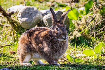 Brown rabbit standing on grassland