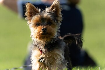 Cute Yorkshire Terrier dog on a field against a blurred background