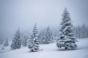 magical frozen winter landscape with snow covered fir trees