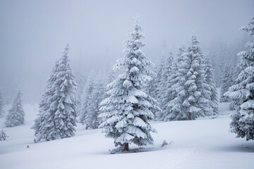 Naklejka premium magical frozen winter landscape with snow covered fir trees