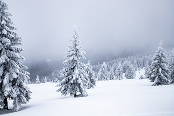 magical frozen winter landscape with snow covered fir trees