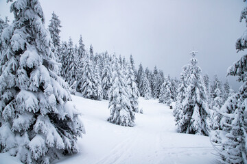 magical frozen winter landscape with snow covered fir trees