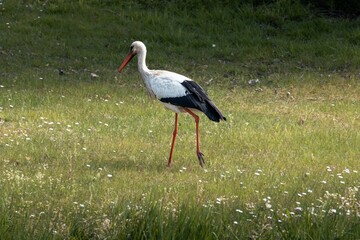 Profile view of a White stork walking in the meadow