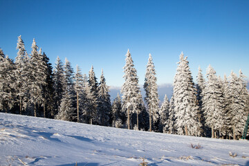 amazing winter landscape with snowy fir trees in the mountains