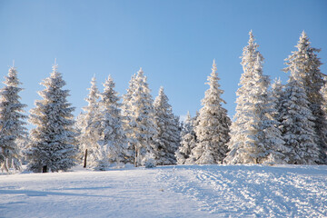 amazing winter landscape with snowy fir trees in the mountains