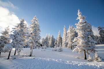 amazing winter landscape with snowy fir trees in the mountains
