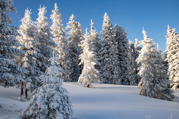 amazing winter landscape with snowy fir trees in the mountains