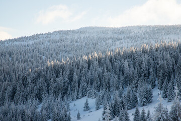 amazing winter landscape with snowy fir trees in the mountains