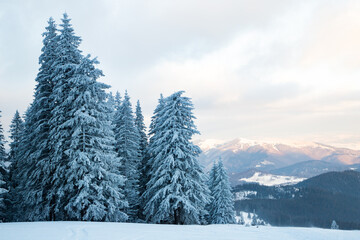 amazing winter landscape with snowy fir trees in the mountains