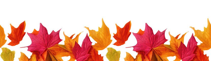 Autumn seamless transparent background with long horizontal border made of falling autumn golden, red and orange colored leaves isolated on transparent background. Hello autumn png - obrazy, fototapety, plakaty