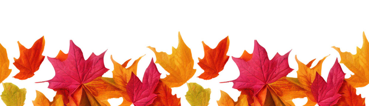 Autumn seamless transparent background with long horizontal border made of falling autumn golden, red and orange colored leaves isolated on transparent background. Hello autumn png